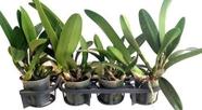 Kit 4 Orquídeas Cattleyas Adultas Entouceiradas Flores Plantas Exóticas Raras