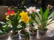 Kit 4 Orquídeas Cattleyas Adultas Entouceiradas Super saudáveis - DoceL@r