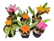 Kit 6 Mini Orquídeas Plantas Cattleyas Sophonites E Híbridos De Sophonites Desenvasadas Raizes Nuas - Orquiflora