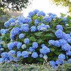 Kit 8 Muda HORTÊNCIA (Hydrangea macrophylla)