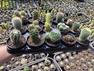 Kit com 10 cactos, sendo um deles variegata