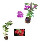 Kit Com 2 Mudas De Primavera Bougainvillea - Vermelha + Roxa - AMK - Jardinagem e Paisagismo