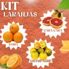 Kit com 3 Mudas de Laranjas Diferentes - Carcan Plantas