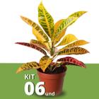 Kit com Mudas de Cróton Petra Pote 14 Planta Colorida 40cm - Verde Garden