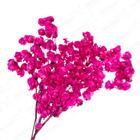 Kit de 3 bougainville - Flores Desidratadas