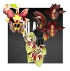 Kit De 3 Catasetum -