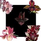 Kit De 5 Orquidea Catasetum - Cod 2024