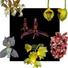 Kit De 6 Orquidea Catasetum Especie Selecionadas - Cod 02 - orquidario df