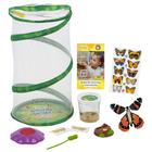 Kit de Criatório de Borboletas Insect Lore - 8 Habitats com Lagartas