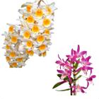 Kit Orquídeas Dendrobium Thirsyflorum Stardust Rainbow Dance