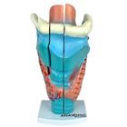 Laringe Ampliada Em 3 Partes, Anatomia