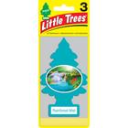 Little trees Rainforest Mist