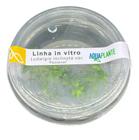 Ludwigia Inclinata Var Pantanal- Aquaplante Plantas In Vitro