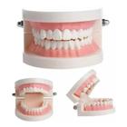 Manequim Modelo Dentes Molde Dentário Dental Boca - MHR