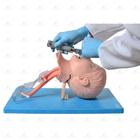 Manequim simulador avançado treino intubação infantil sd4006c