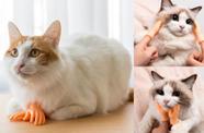 Mãozinhas Brinquedo Pet Para Massagem de Gatos Mão Engraçada Para Carinho Gato Cachorro LR-0146