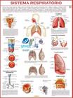Mapa Corpo Humano Sistema Respiratorio 120x90 Cm