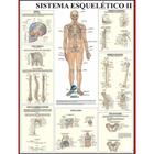 Mapa de anatomia humana - sistema esquelético 2