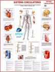 Mapa Do Corpo Humano Sistema Circulatorio 120x90cm