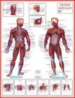 Mapa Do Corpo Humano Sistema Muscular Anatomia 120x 90cm