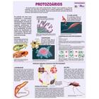 Mapa Gigante Protozoários Biologia Zoologia Dobrado