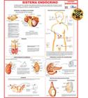 Mapa Sistema Endócrino Corpo Humano Medicina Anatomia