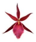 Marca* Orquídea Miltassia Royal Robe ! Planta Adulta ! - doce l@r