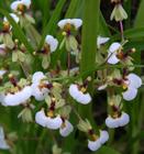 Micro Orquídeas Hornitophlora radicans adulta - Orquidário Maria Flor