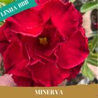 Minerva em - Chris Flores