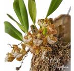 Mini Orquídea Rodriguezia Pardina Planta Adulta Flor Exótica