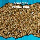 Mistura de Sementes - Periquitos - 1kg - MS