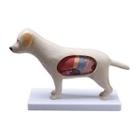 Modelo Anatomia Do Cachorro Estudo Veterinaria- 3601