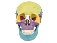 Modelo anatômico crânio humano colorido c/ mandíbula móvel e dentes extraíveis em 6 partes sd5007
