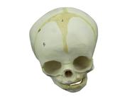 Modelo anatômico crânio humano fetal sd5006d