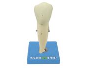 Modelo anatômico de dente pré-molar inferior c/ raiz única, 8x o tamanho real aprox. sd5059d