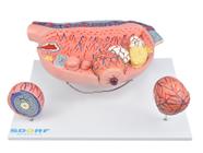 Modelo anatômico de desenvolvimento folicular no ovário em 13 partes sd5083