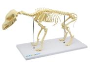 Modelo anatômico esqueleto articulado de cachorro de porte pequeno (em resina plástica) sd9100