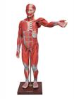 Modelo anatômico figura muscular de 1,70cm c/ órgãos interno em 29 partes sd5026
