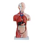 Modelo Corporal para aprendizagem anatomia humana - Tronco