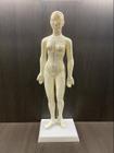Modelo De Corpo Humano Feminino Pontos de Acupuntura 48 cm