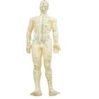 Modelo de corpo humano - Masculino
