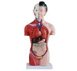 Modelo Torso P/ Treino Feminino 42cm 15 Peças - Anatomia