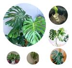 Monstera Deliciosa Albo Variegata Fortes Envio Imediato Pronta entrega - BVMUDAS