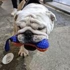 Mordedor Brinquedo Halter Limpa Dente Interativo Borracha Resistente Para Pet Cachorro porte medio e grande