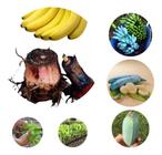 Muda Banana Blue Java   Fortes Envio Imediato Pronta entrega