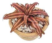 Muda Bromelia Neoregelia Cryptanthus Rosada Com Vaso - Orquiflora