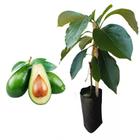 Muda de Abacate Breda 20 a 40 cm AMK - Plantas Online