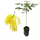 Muda de Acacia Imperial 20 a 40cm AMK - Plantas Online - AMK Jardinagem e Paisagismo