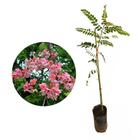 Muda de Acácia Javanesa 20 a 40cm AMK - Plantas Online