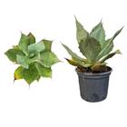 Muda de Agave Azul 20 a 40cm AMK - Plantas Online - AMK Jardinagem e Paisagismo